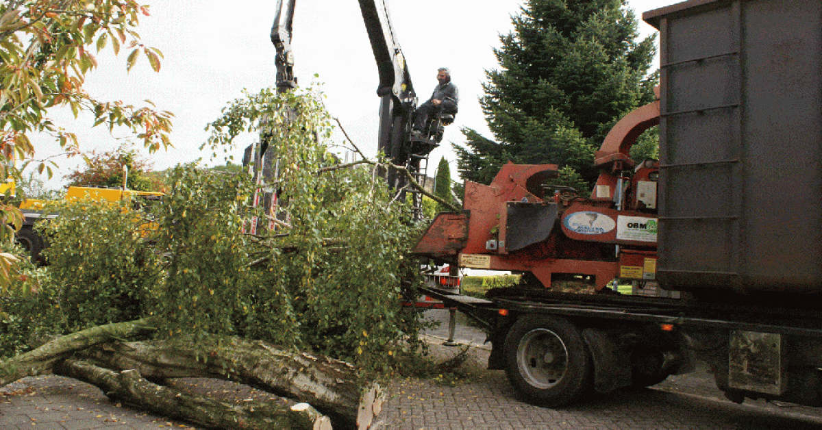 Boom Verwijderen Boom Kappen Stronken Frezen - A Van Spelde Hoveniers